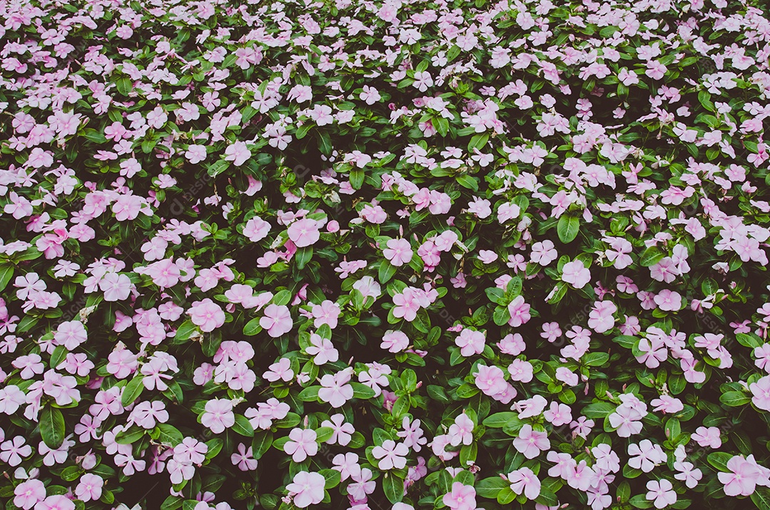 Linda flor de cosmos no jardim. Tom vintage