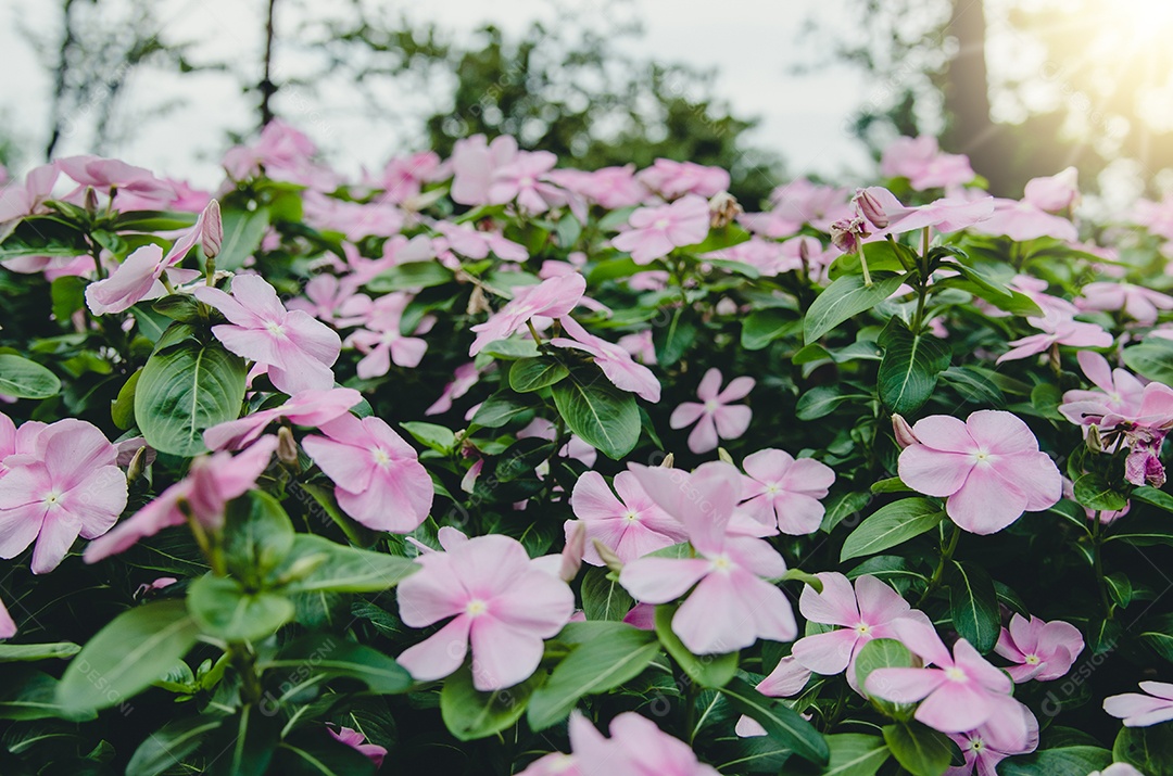 Linda flor de cosmos no jardim. Tom vintage