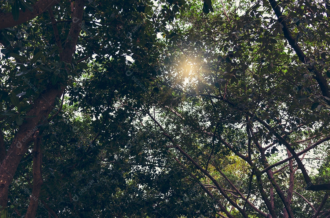 Floresta para as árvores e fundo.