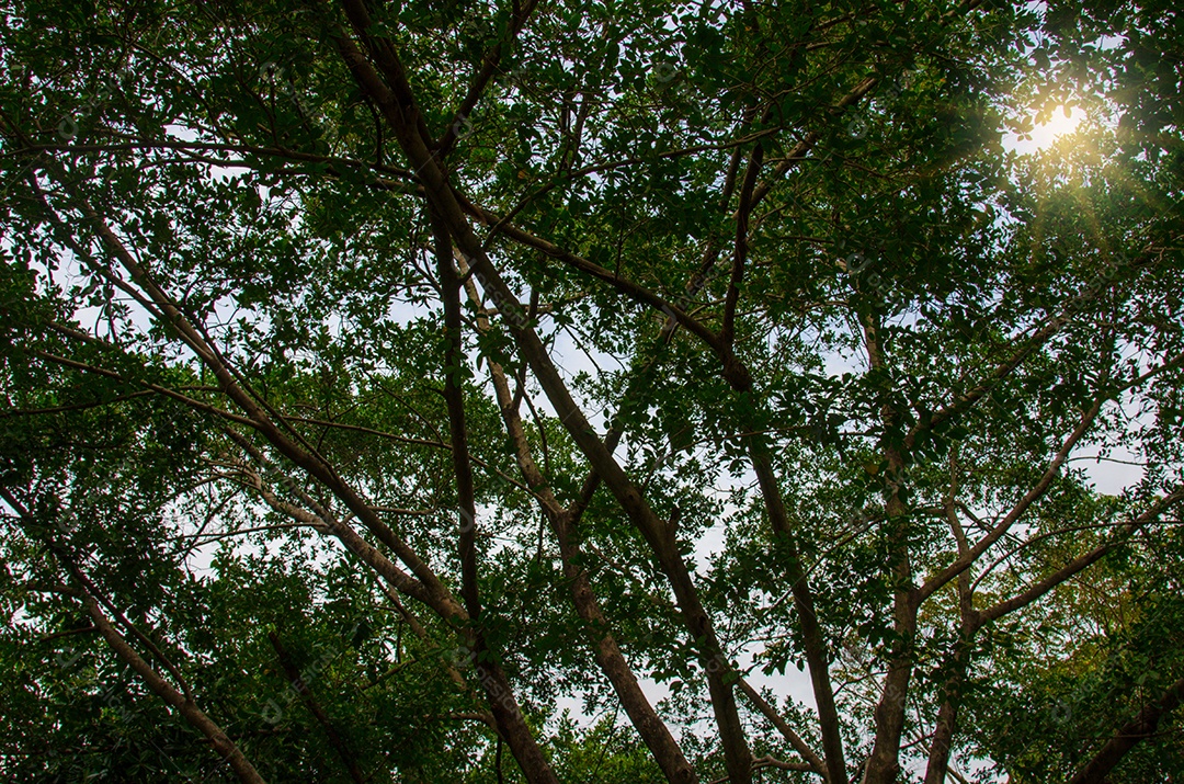 Floresta para as árvores e fundo.