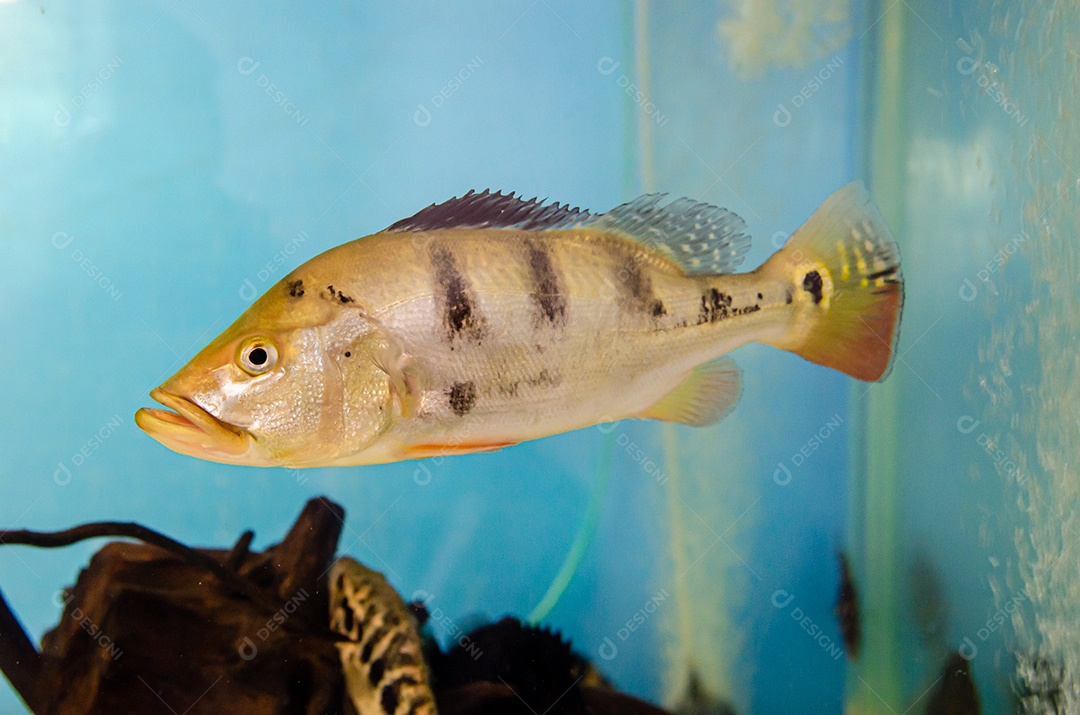 peixe cichla monoculus no aquário