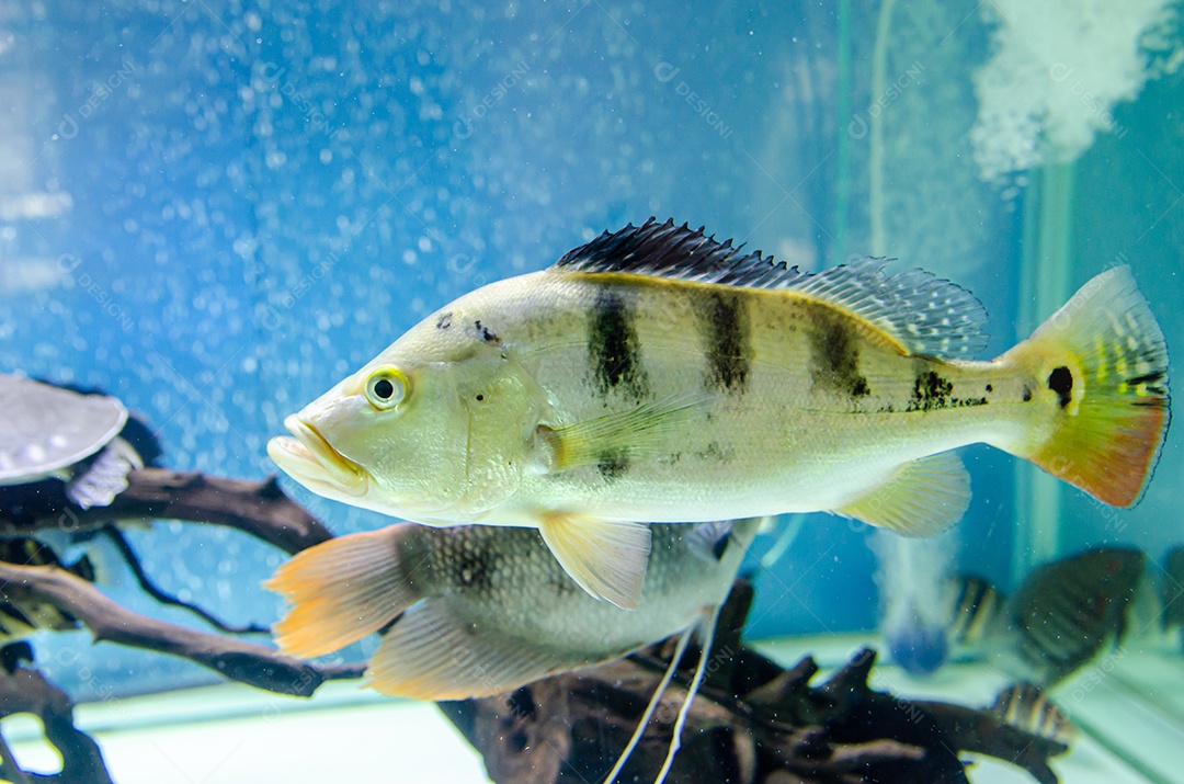peixe cichla monoculus no aquário