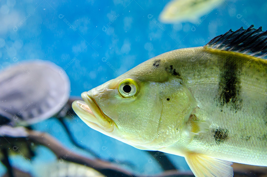 peixe cichla monoculus no aquário