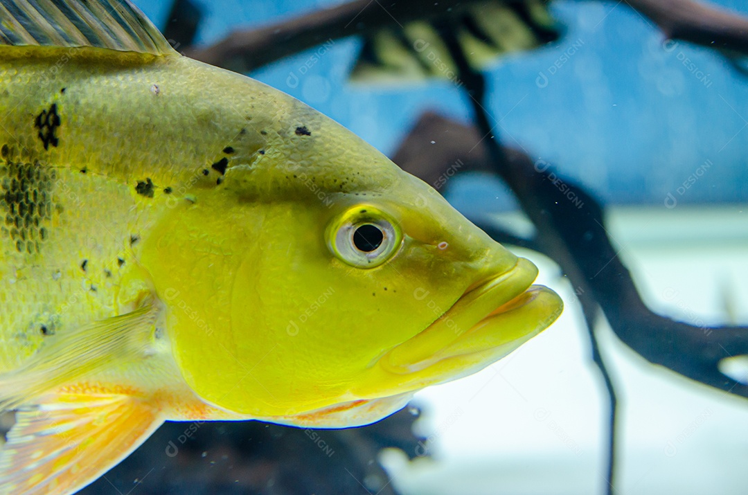 peixe cichla kelbri no aquário