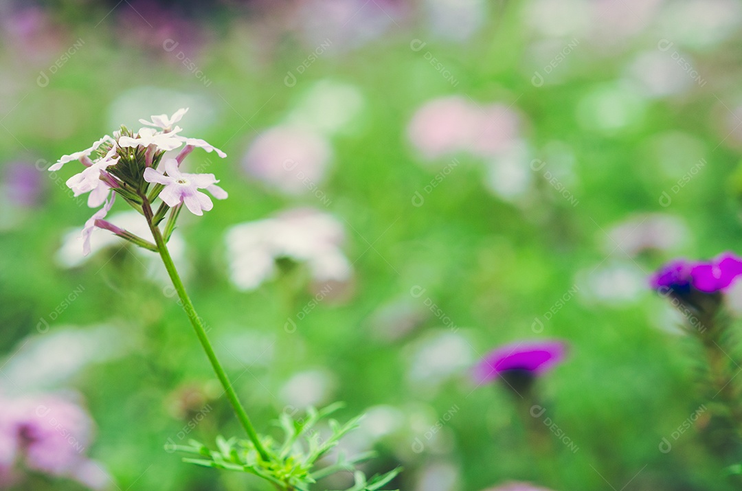 Linda flor de cosmos no jardim. Tom vintage