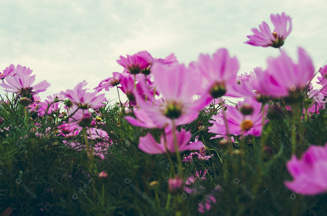Linda flor de cosmos no jardim. Tom vintage