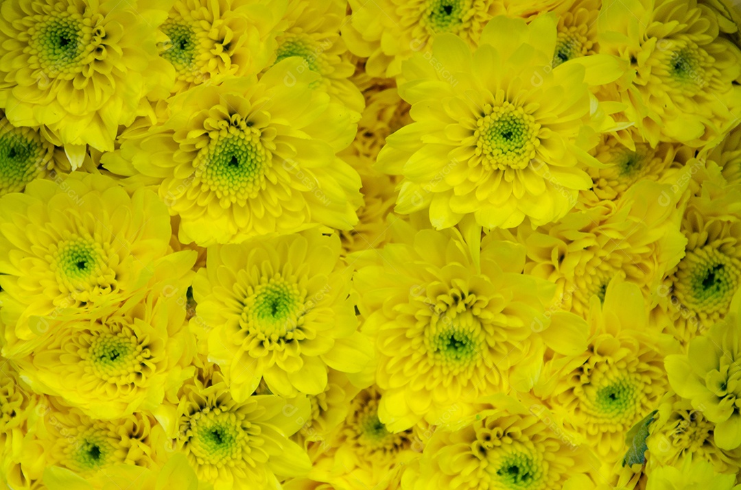 Fundo de flores de crisântemo amarelo lindo