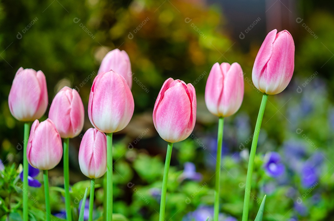 Lindas flores de tulipa rosa no jardim