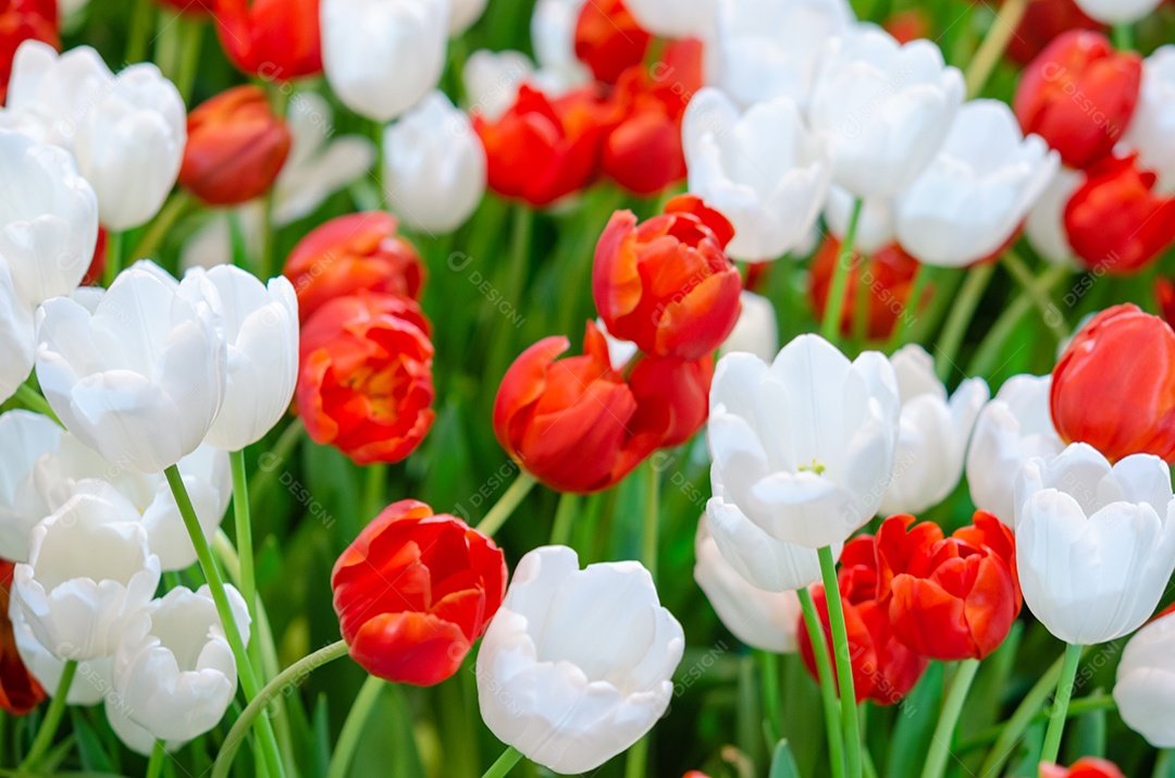 Lindas flores de tulipa vermelha e branca no jardim