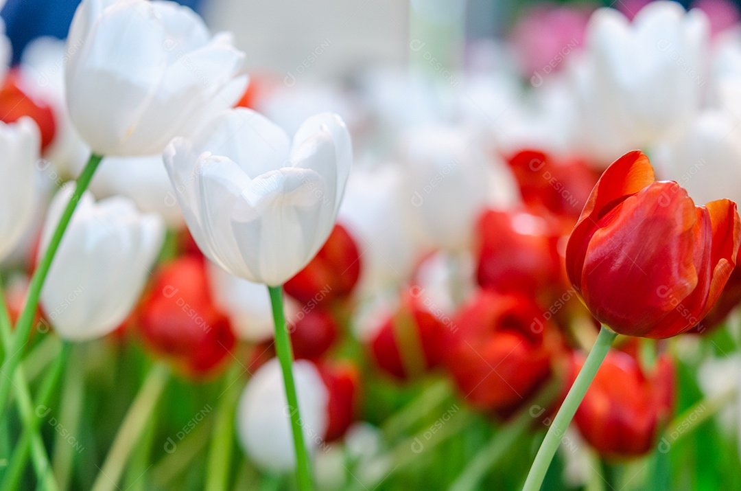 Lindas flores de tulipa vermelha e branca no jardim