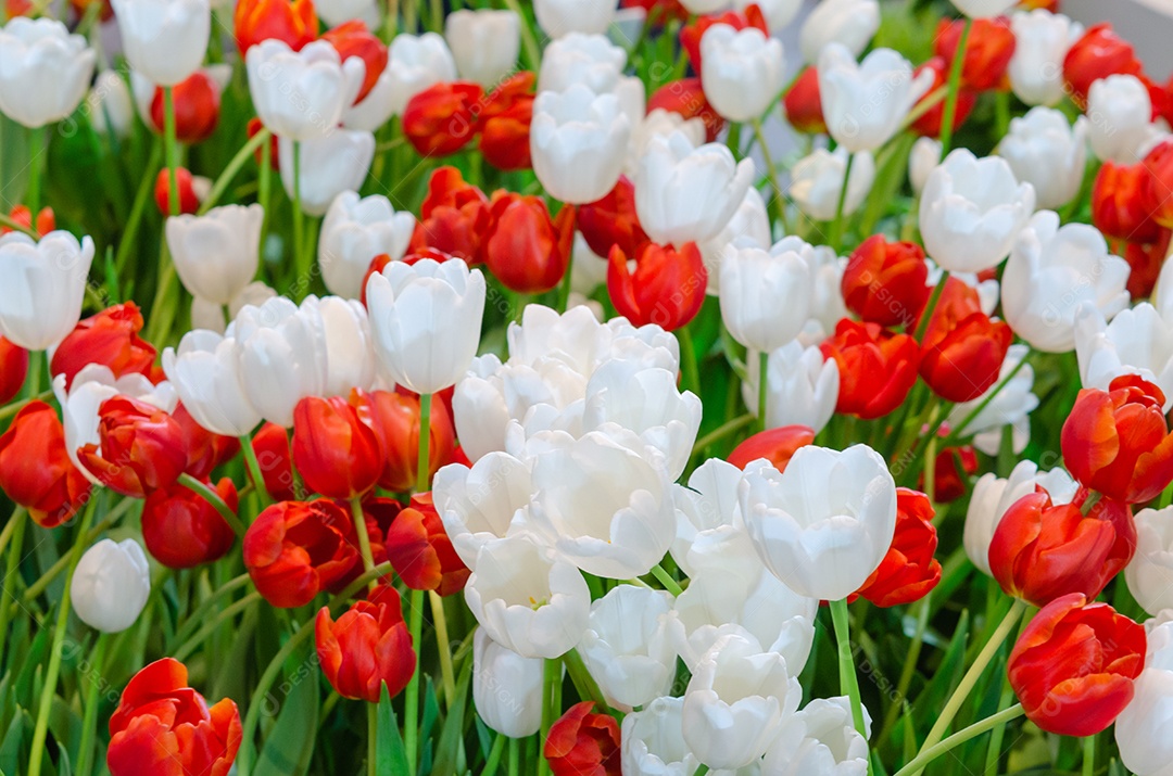 Lindas flores de tulipa vermelha e branca no jardim