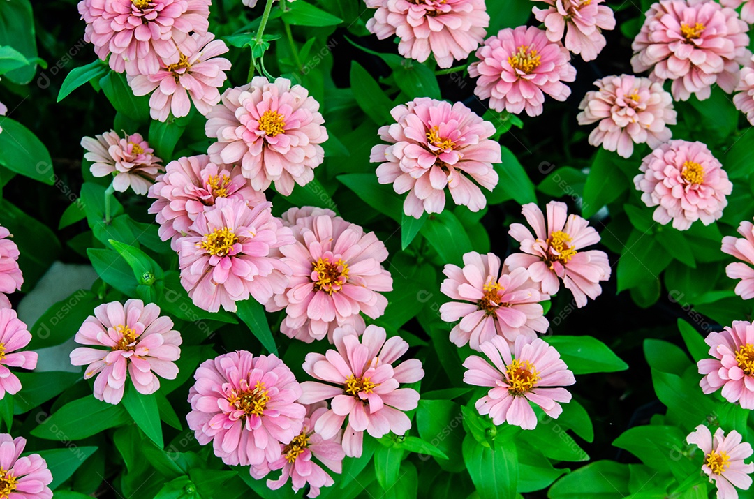 Linda flor de zínia rosa colorida no jardim.