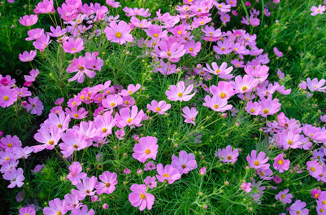 flores do cosmos no jardim.