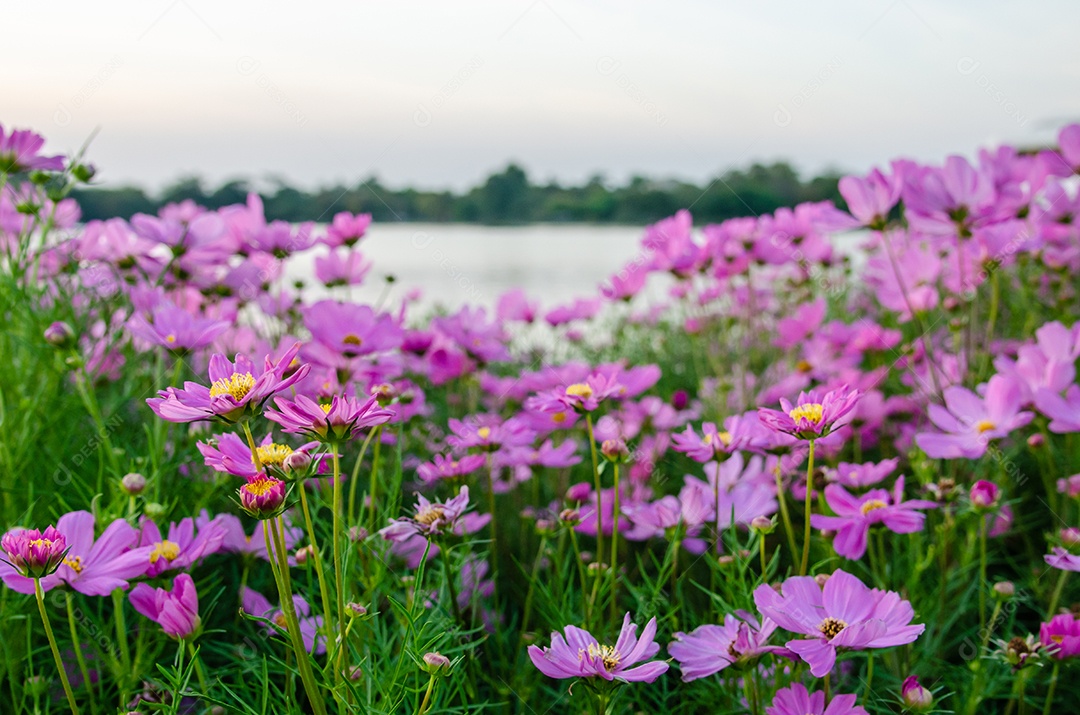 Linda flor de zínia rosa colorida no jardim.