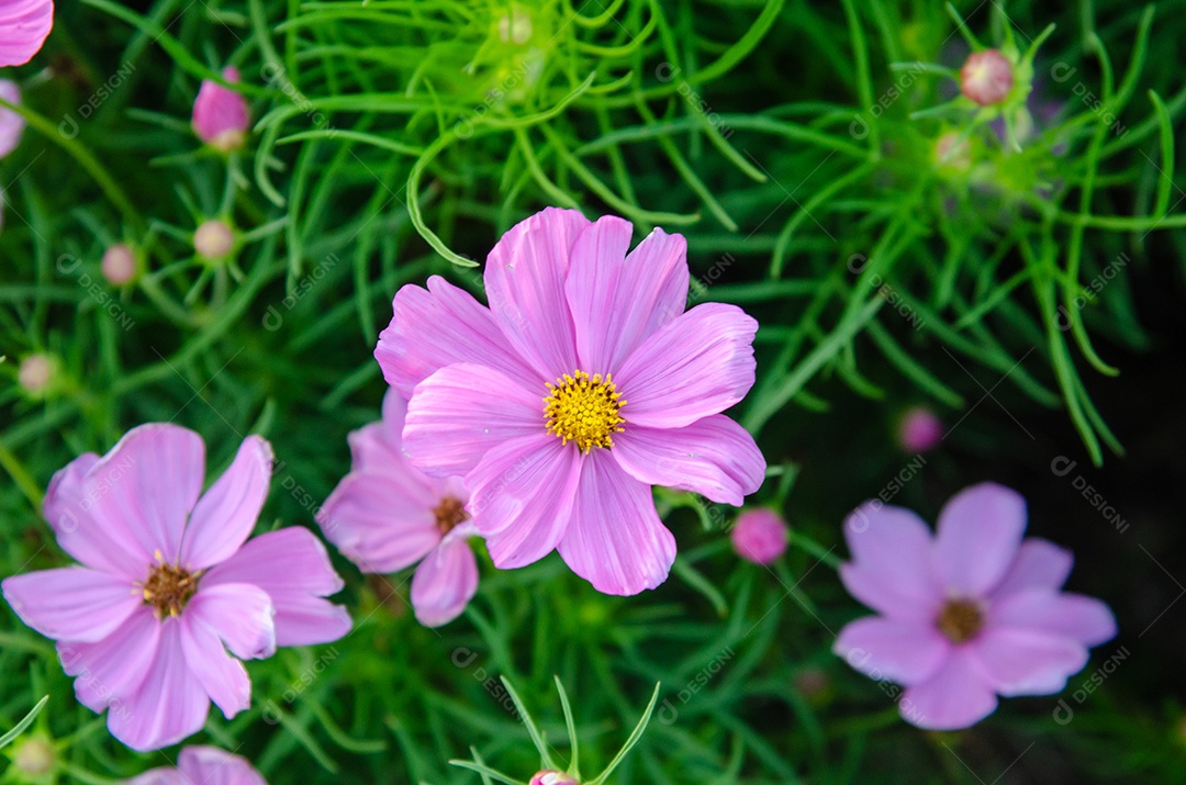 Linda flor de zínia rosa colorida no jardim.