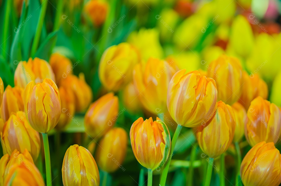 Tulipas alaranjadas no jardim de flores