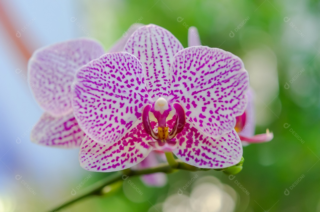 Flor de orquídea roxa sobre fundo verde.