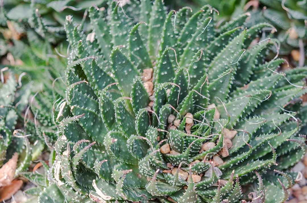 Cacto é uma planta nativa que tem suas origens no deserto.