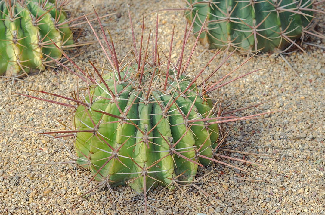 Cacto é uma planta nativa que tem suas origens no deserto.