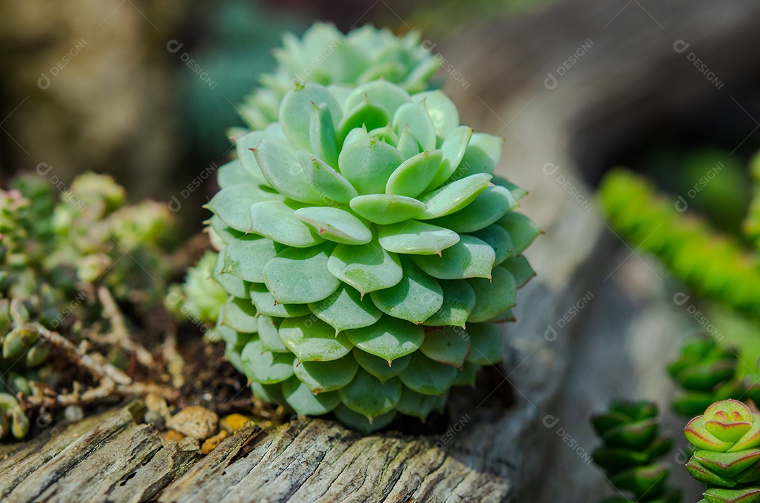 Cacto é uma planta nativa que tem suas origens no deserto.