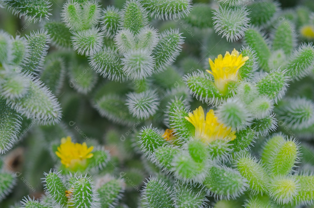 Flor do cacto amarelo é uma planta nativa que tem suas origens no deserto.