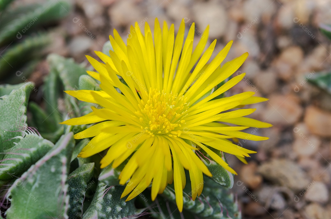 Flor do cacto amarelo é uma planta nativa que tem suas origens no deserto.