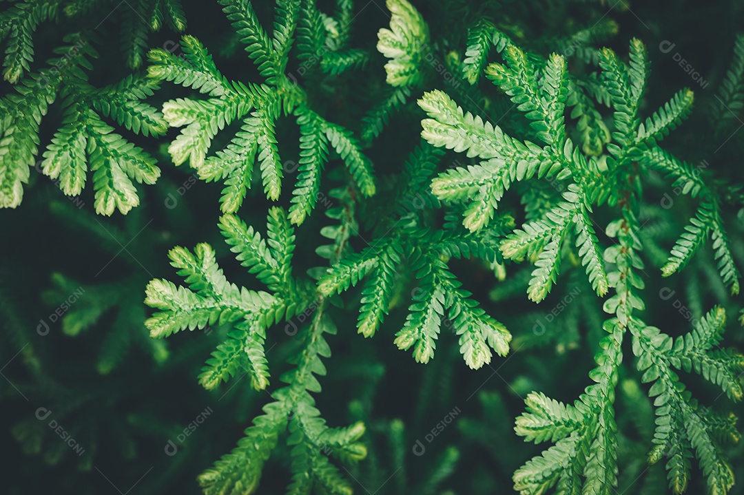 Gotas de água macro nas folhas amam o meio ambiente