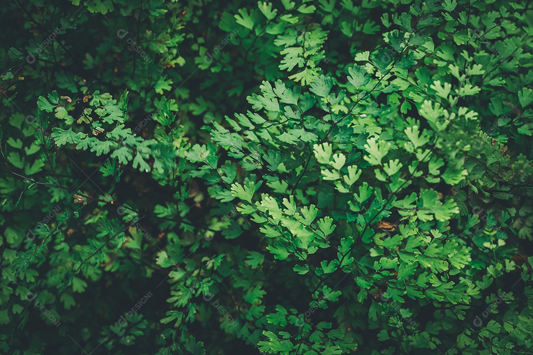 Gotas de água macro nas folhas amam o meio ambiente