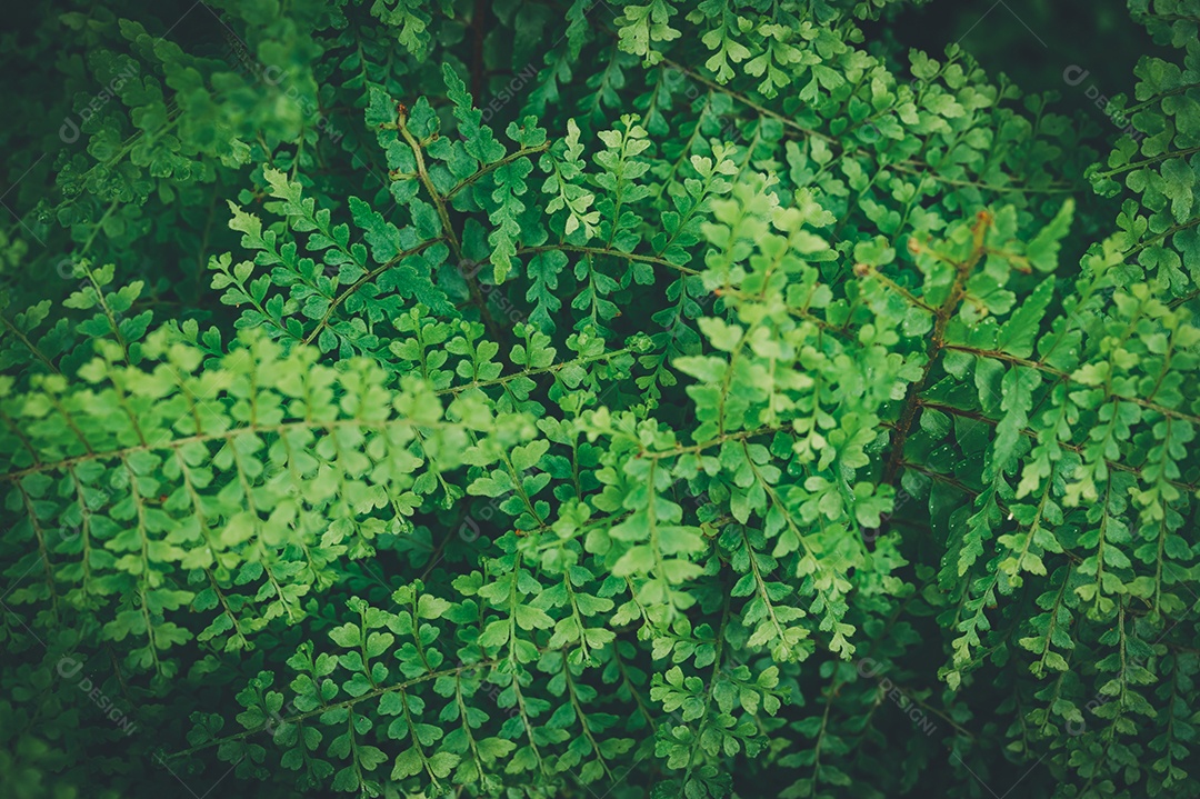 Gotas de água macro nas folhas amam o meio ambiente