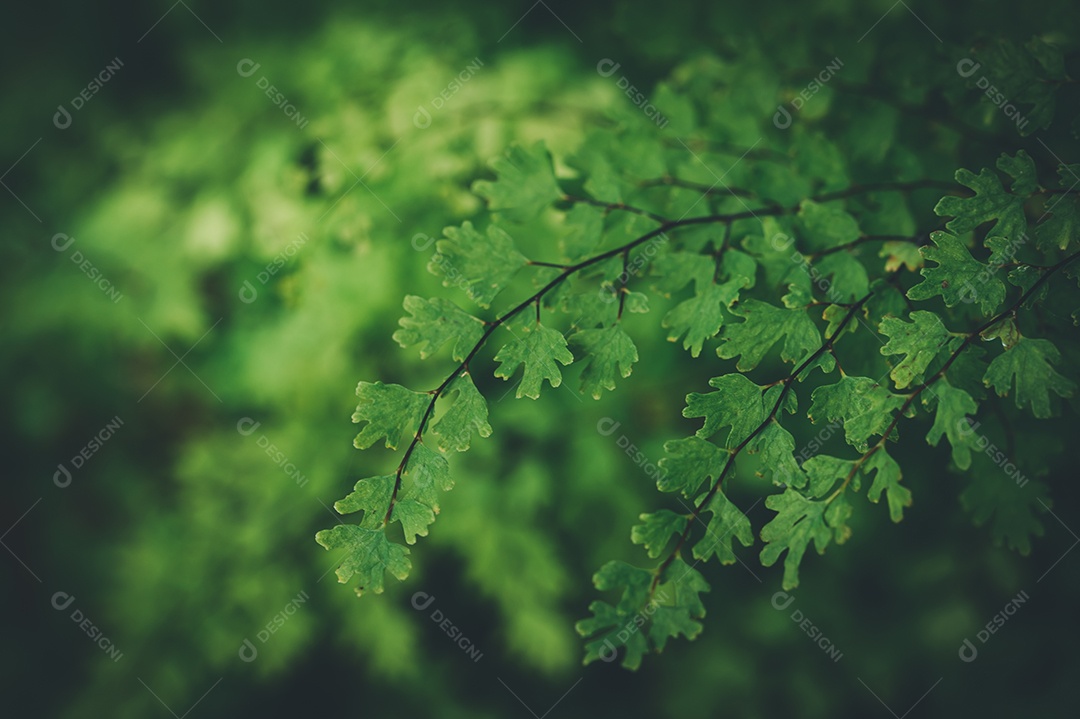 Gotas de água macro nas folhas amam o meio ambiente