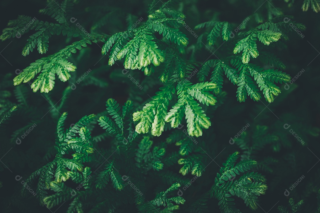 Gotas de água macro nas folhas amam o meio ambiente