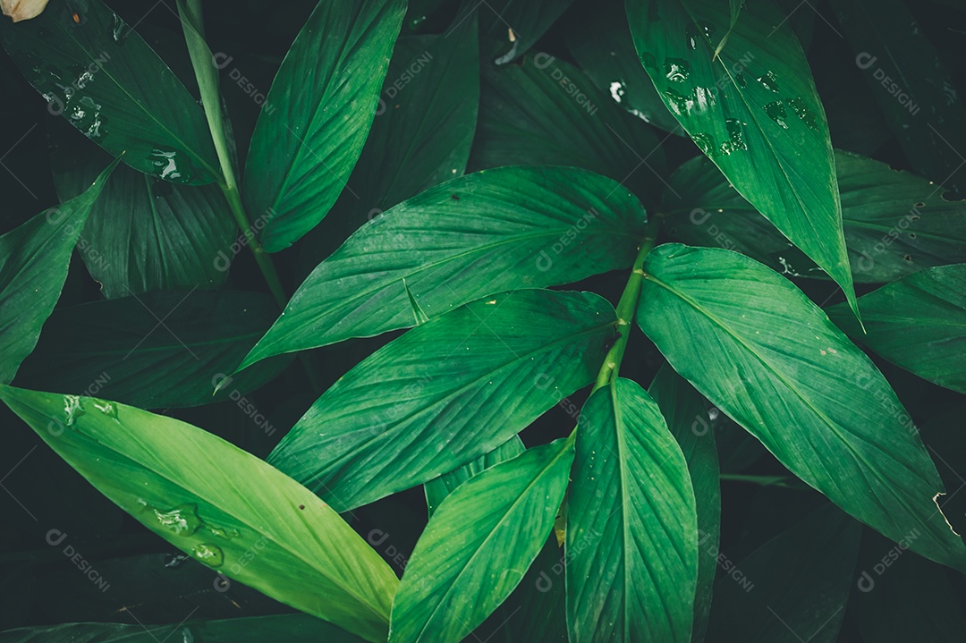 Gotas de água macro nas folhas amam o meio ambiente