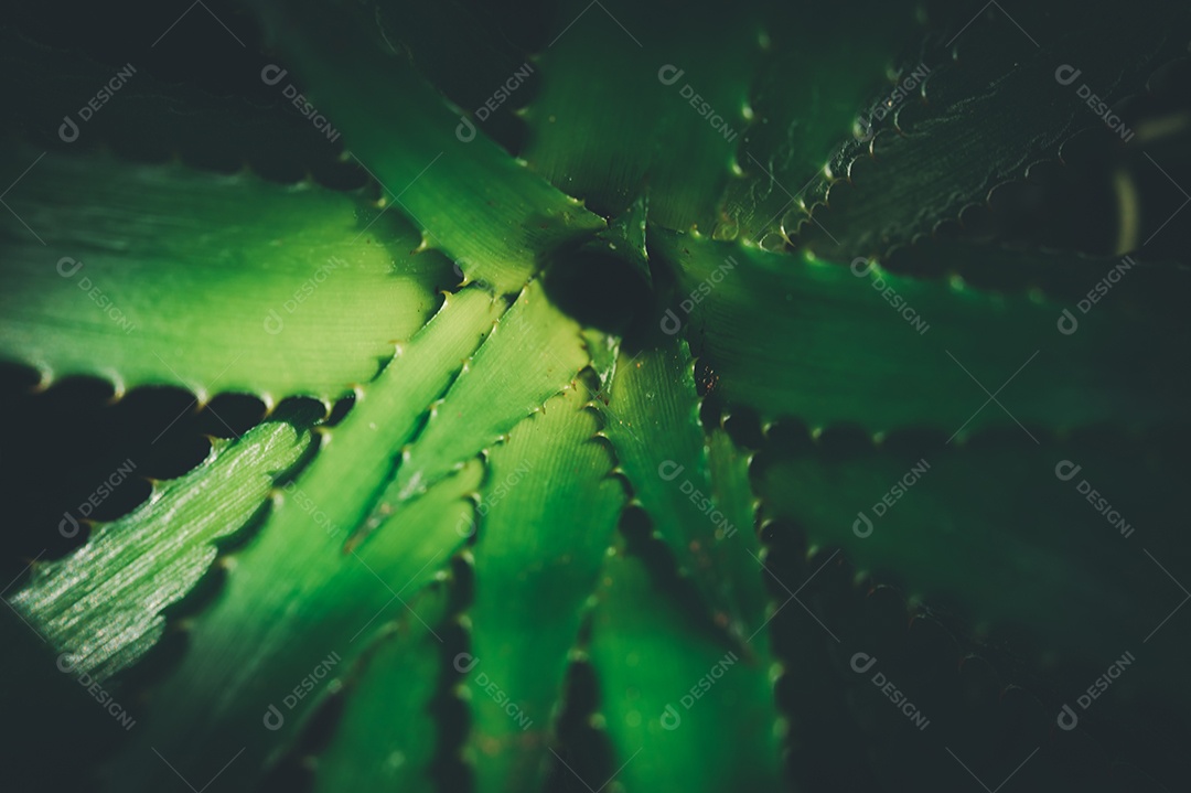 Gotas de água macro nas folhas amam o meio ambiente