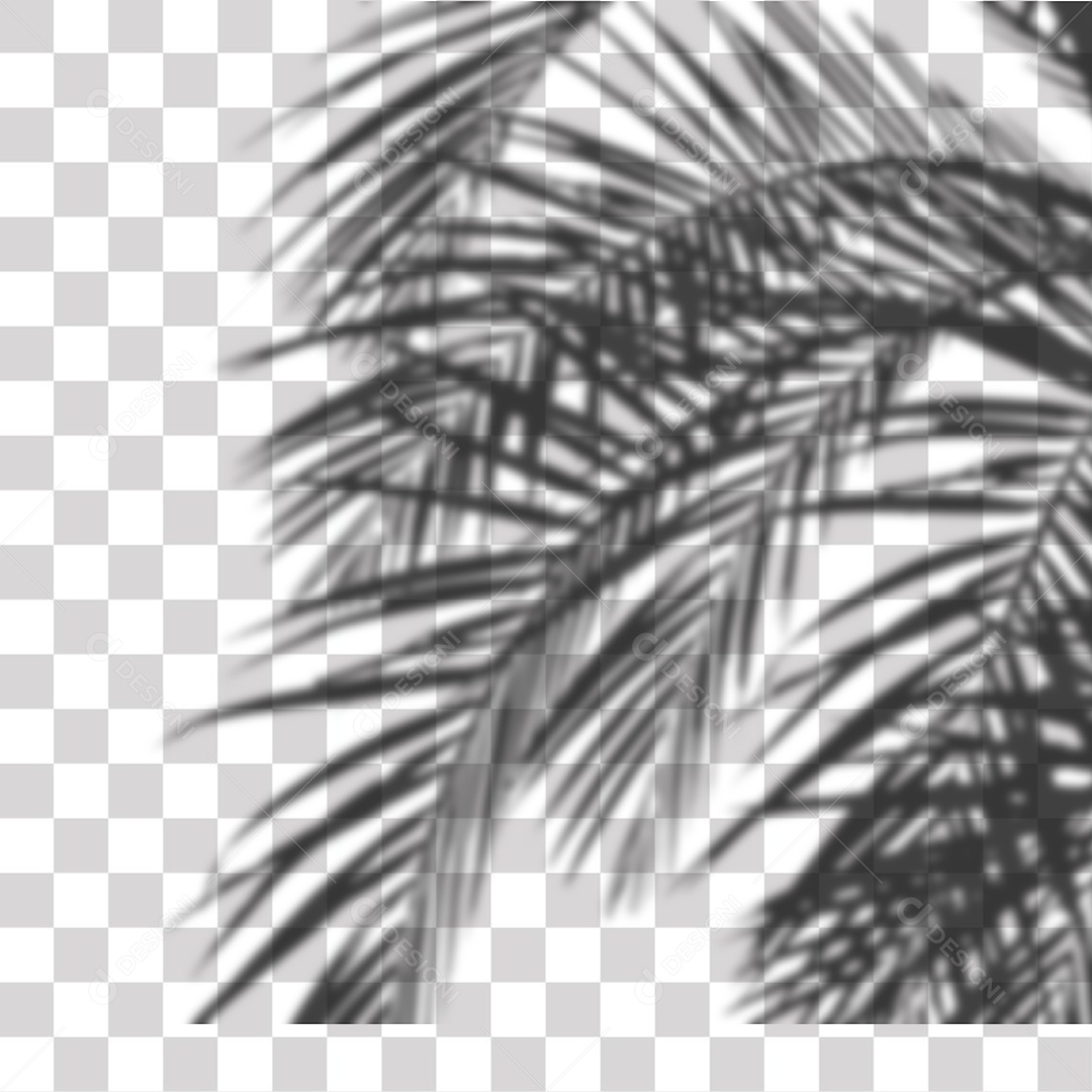 Sombra Folhas de Coqueiro PNG Transprente