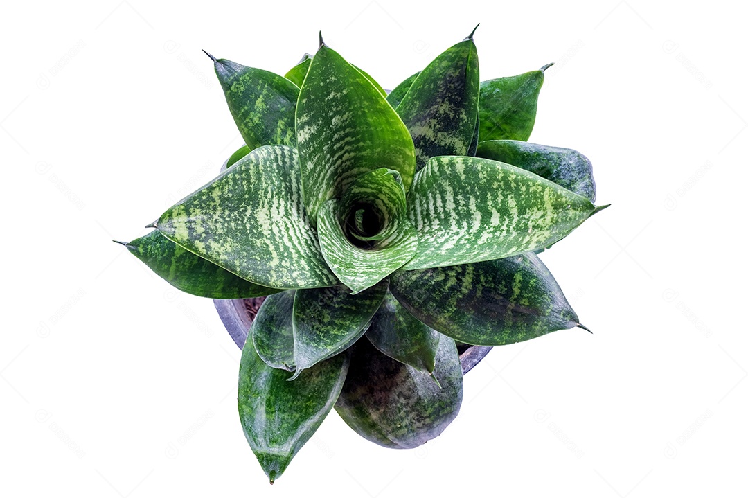 Dracaena trifasciata é uma espécie de planta da família Asparagaceae, isolada em fundo branco com traçado de recorte, língua de dragão