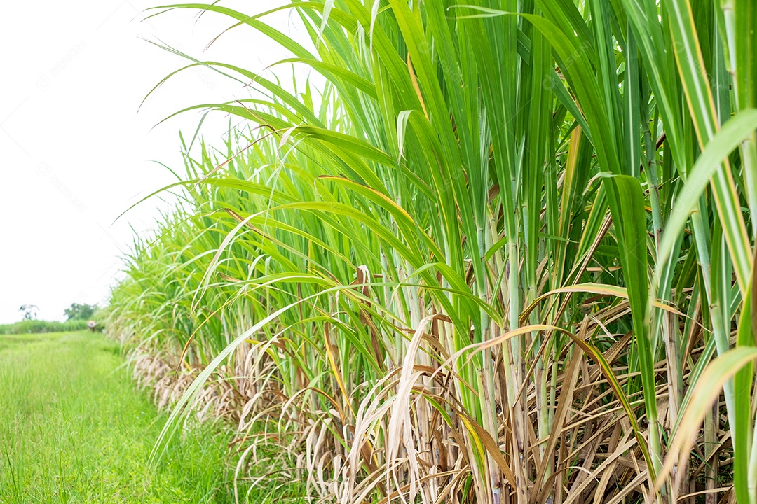 Folha de cana-de-açúcar em canaviais na estação chuvosa, tem verdura e frescor. Mostra a fertilidade do solo e o fundo do céu azul