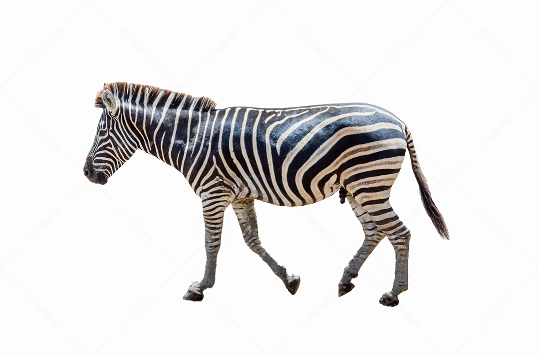 zebra em um fundo branco.