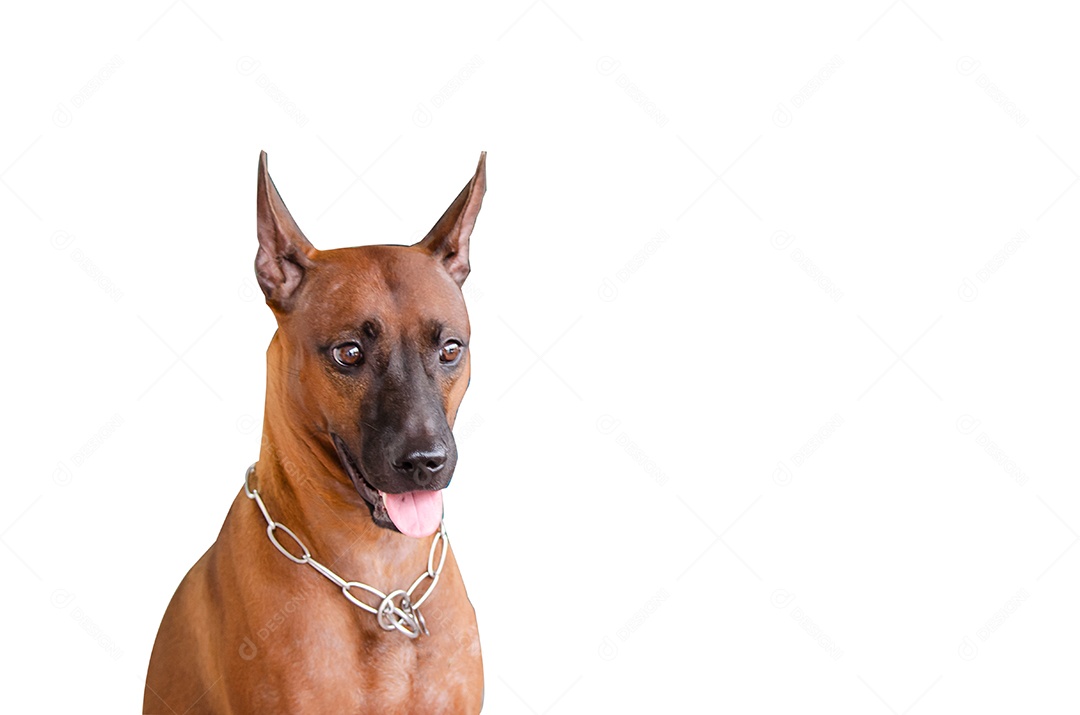 Thail Ridgeback cão marrom sobre fundo branco.