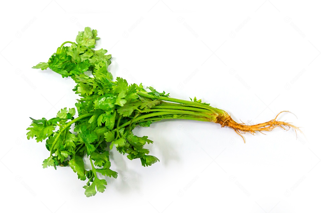 Coentro fresco em um fundo branco