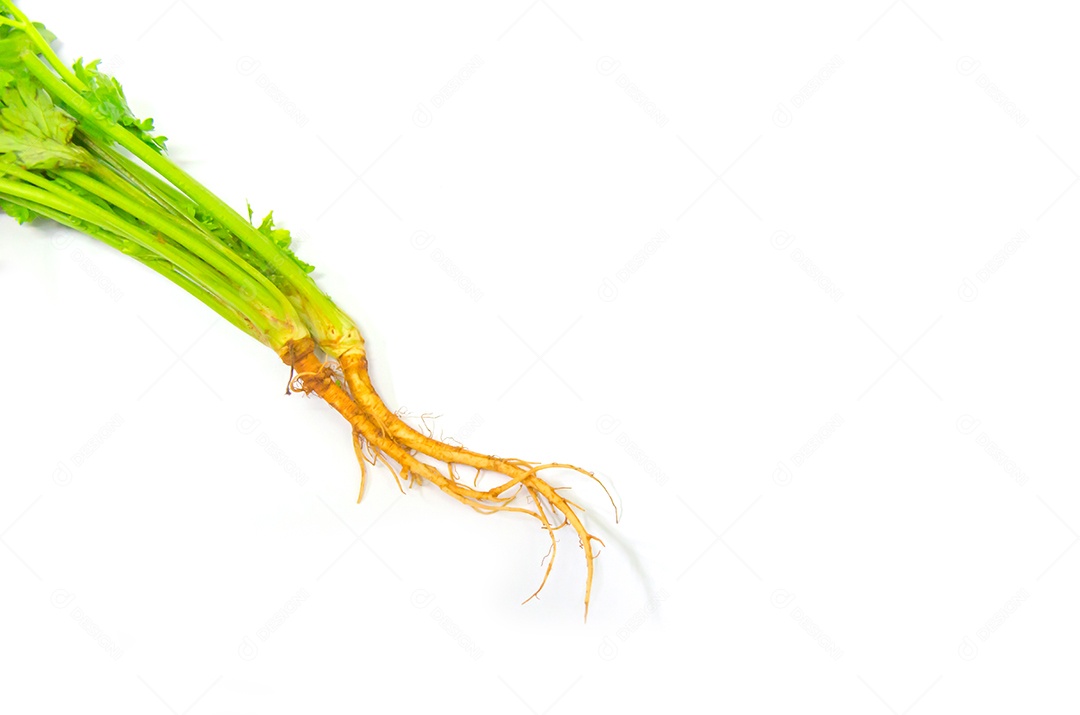 Raiz de coentro fresco em um fundo branco.