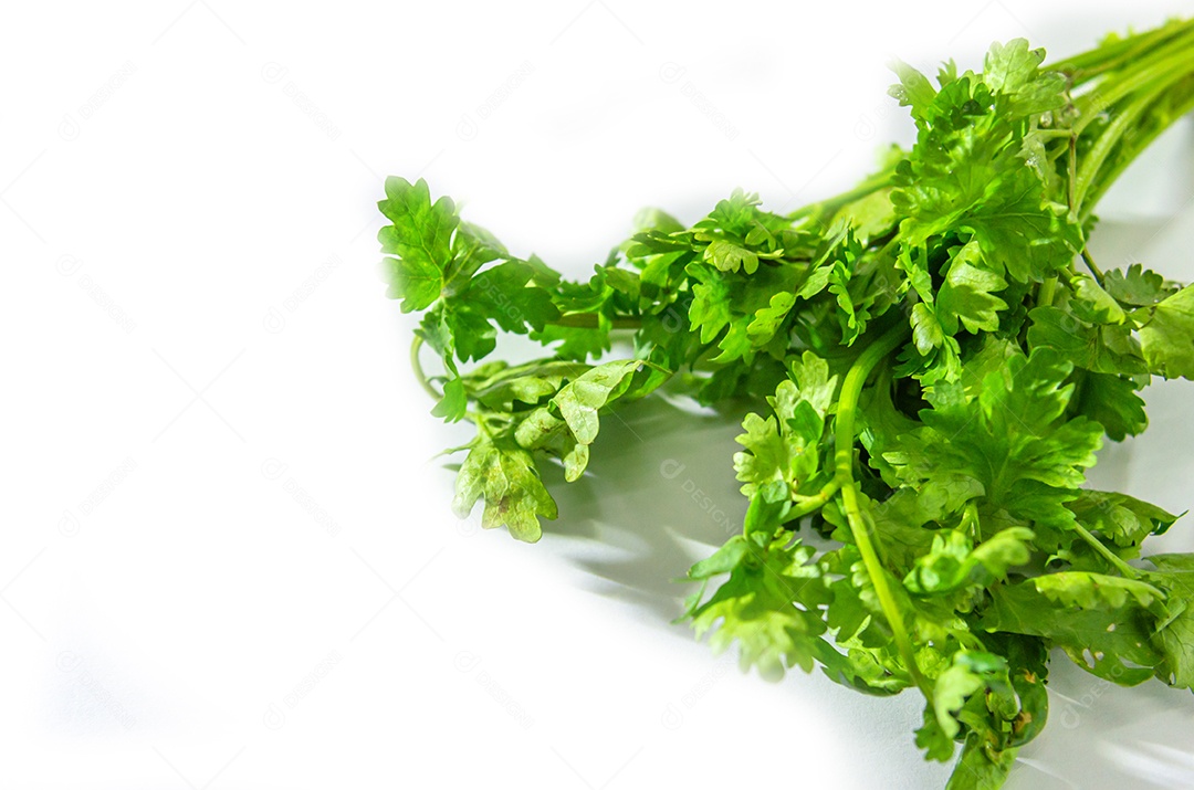 Coentro fresco em um fundo branco