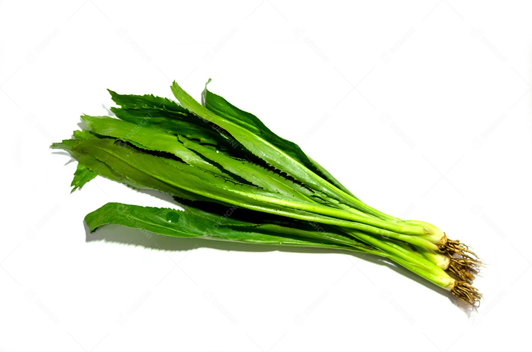 Longas folhas de coentro isoladas no fundo branco
