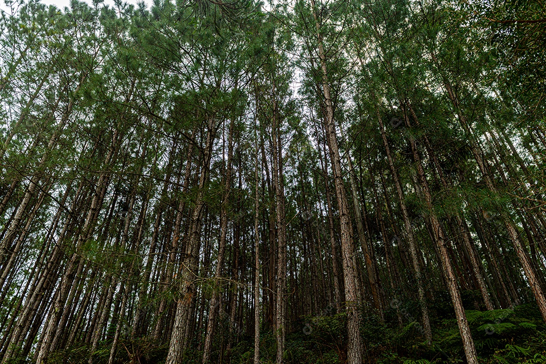 Reflorestamento de pinus elliottii.