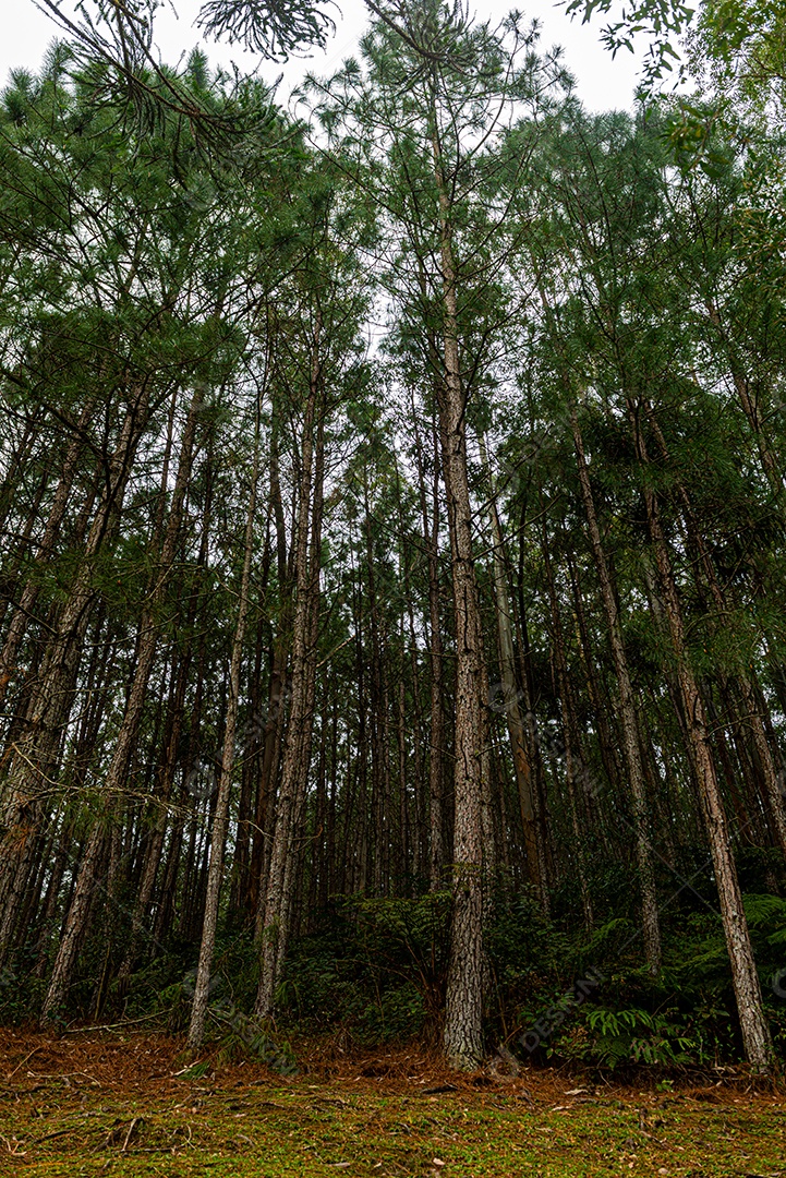 Reflorestamento de pinus elliottii.