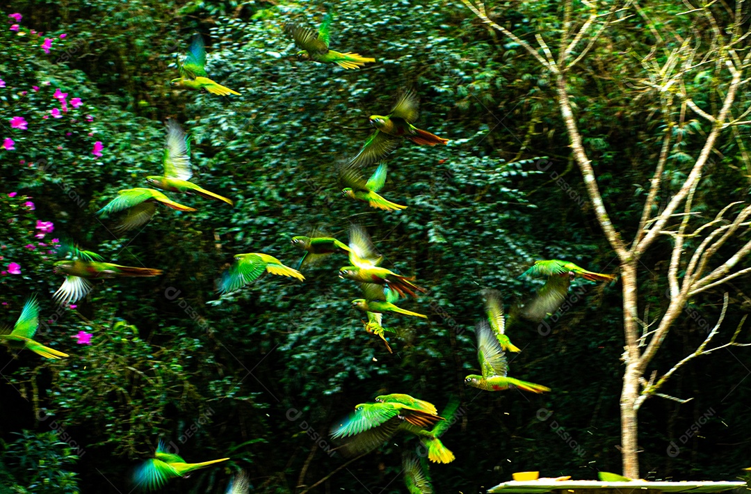 Grupo de Pyrrhura alimentando-se de frutas e milho esmagado em uma casa de pássaros.
