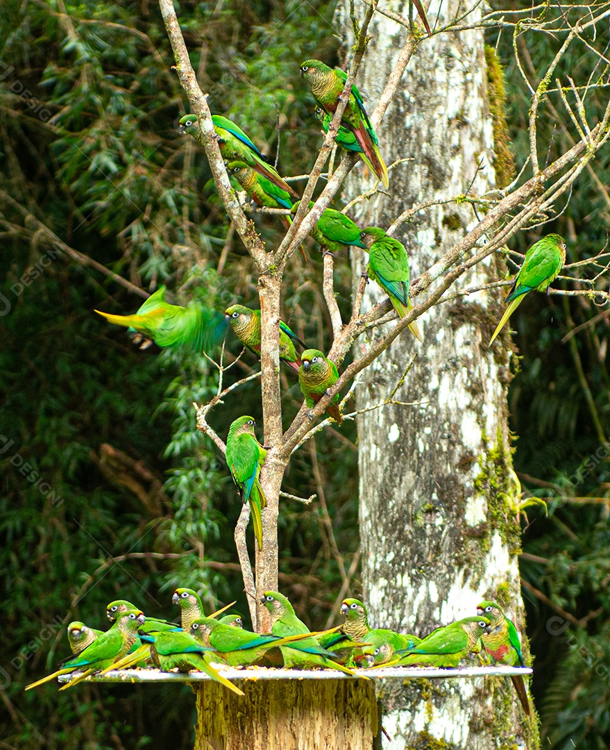 Grupo de Pyrrhura alimentando-se de frutas e milho esmagado em uma casa de pássaros.