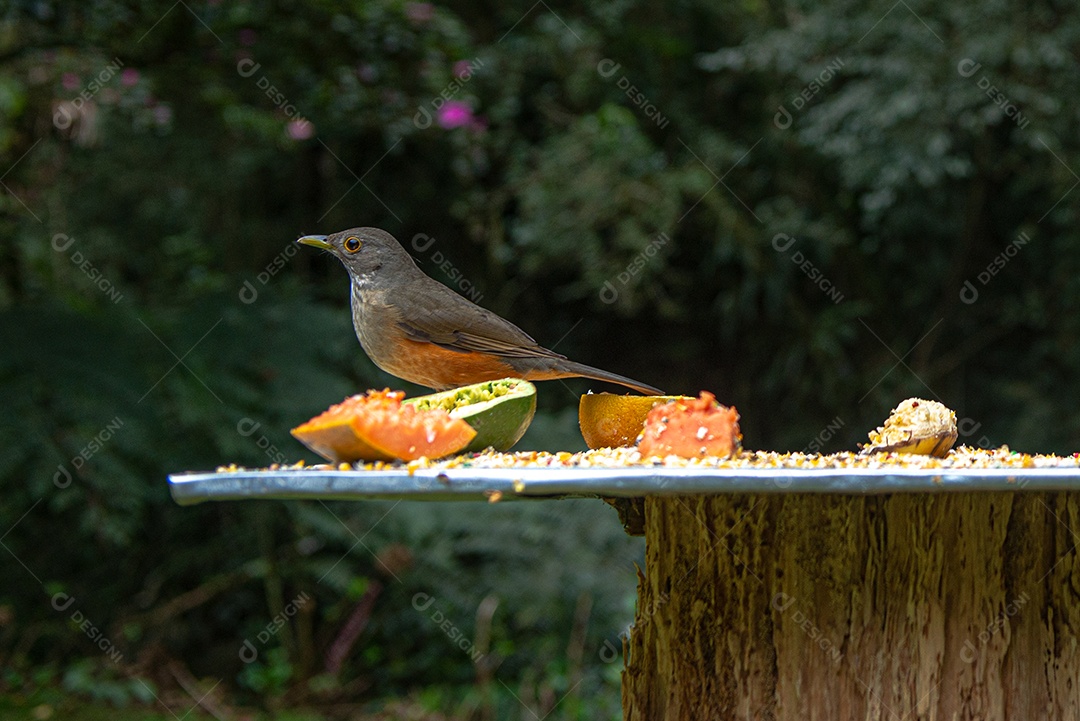 Turdus rufiventris (Sabiá-laranjeira) alimentando-se de frutas e milho triturado.