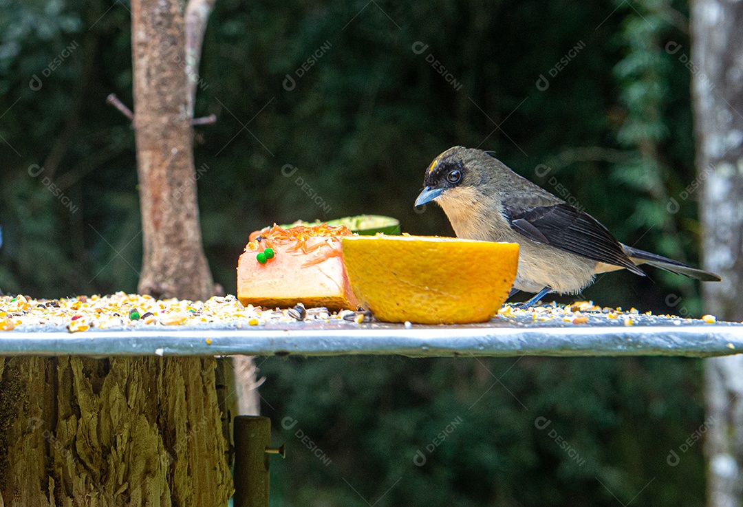 Trichothraupis melanops, (Tie-de-topete), alimentando-se de frutas (abacate, mamão e banana) e milho moído. Casa de passarinho