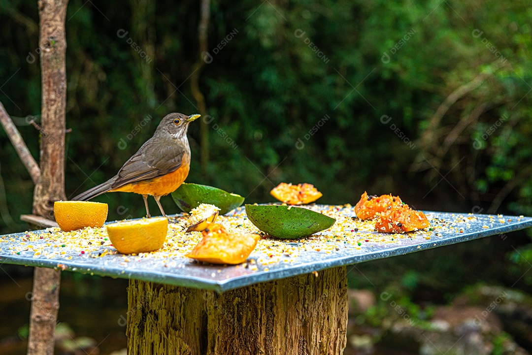 Turdus rufiventris (Sabiá-laranjeira) alimentando-se de frutas e milho triturado.