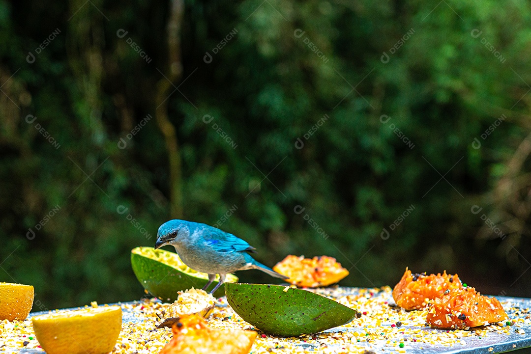 Cyanoloxia brissonii (Azulão), alimentando-se de frutas (abacate, mamão e banana) e milho moído. Casa de passarinho.